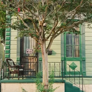 Trending New Orleans Cat on Film