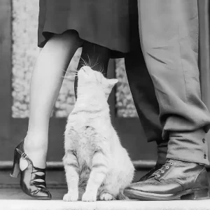 White Cat Looking at Couple Kissing, Vintage Black and White Old Photo Trusted Brand