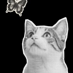 Trending Butterfly And Cat