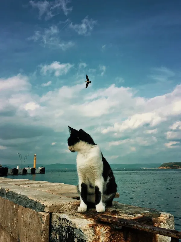 Beauty On The Coast Cat Seasonal Sale