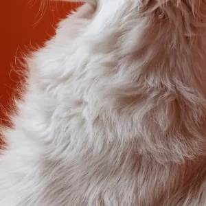 Today Only Portrait Of A White Retriever. Generated AI.