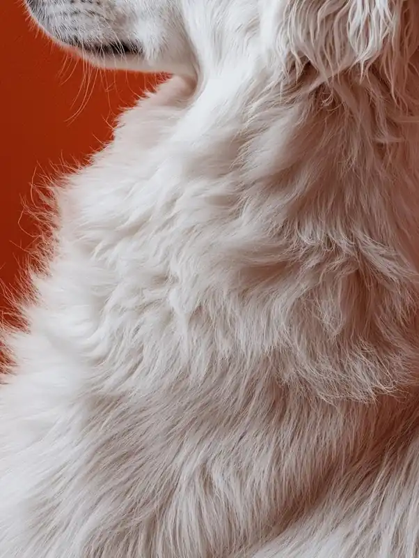Today Only Portrait Of A White Retriever. Generated AI.