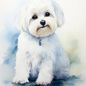 Water colour Maltese Dog Best Choice