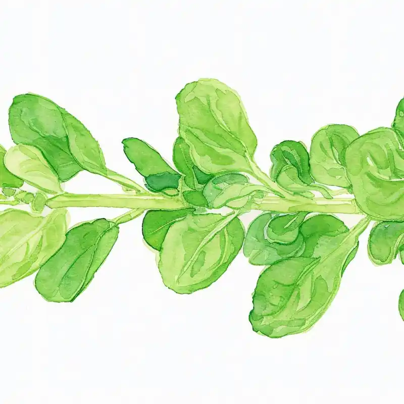 No Minimum Order Green Swiss Chard