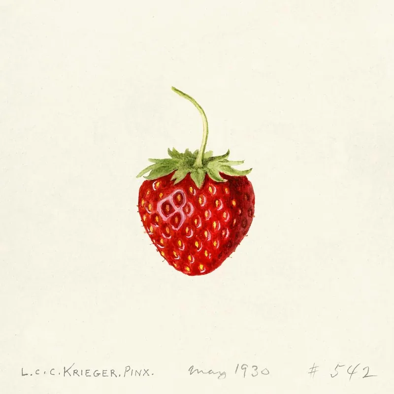 Limited Time Strawberry, Louis Charles Christopher Krieger