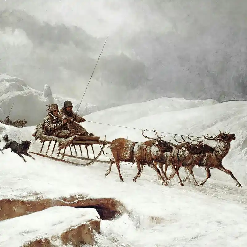 High Quality Sled Dogs