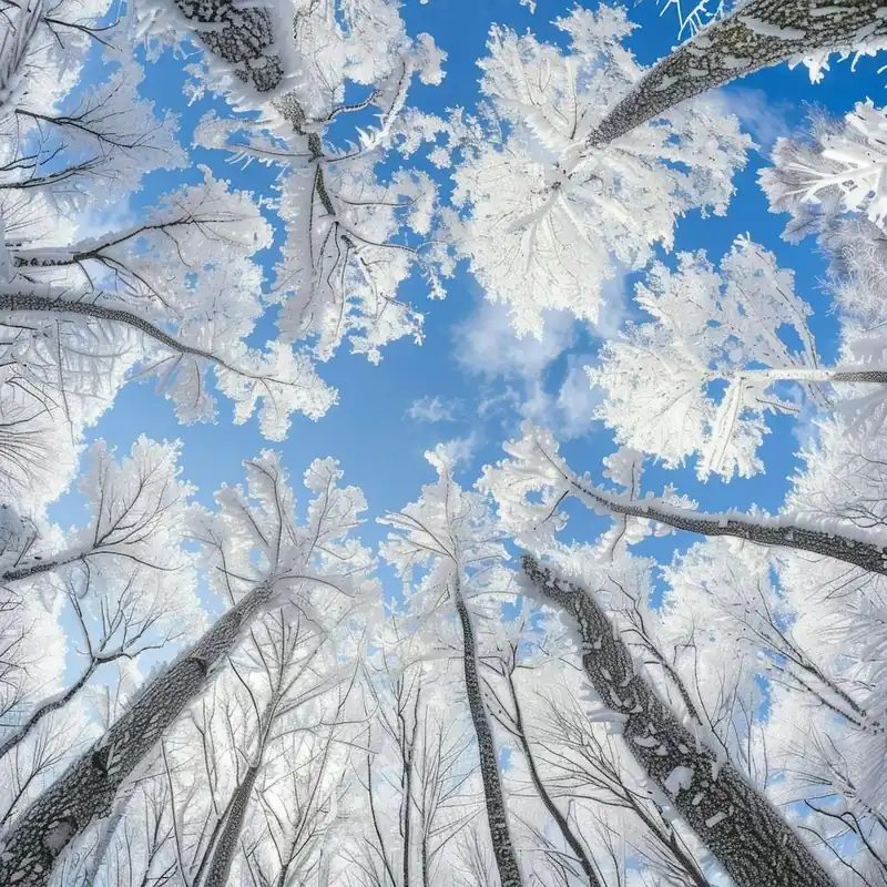 Frosty Forest 1 Next Day Delivery
