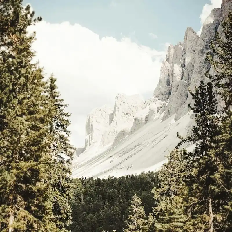 Thick Forest Mountain Square Holiday Sale