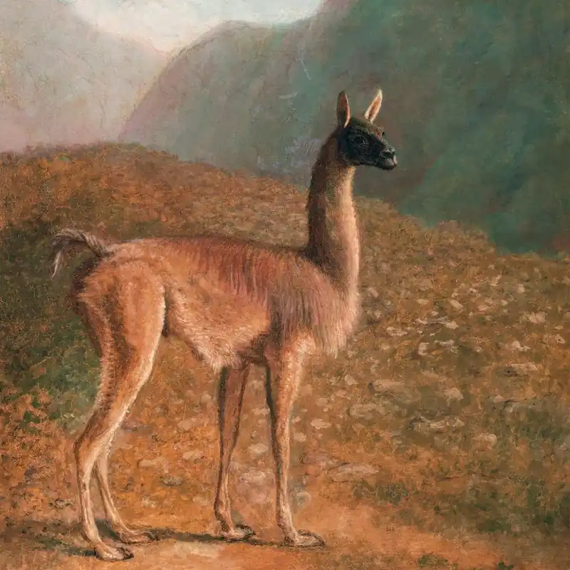 Fan Favorite Mountain Llama Square