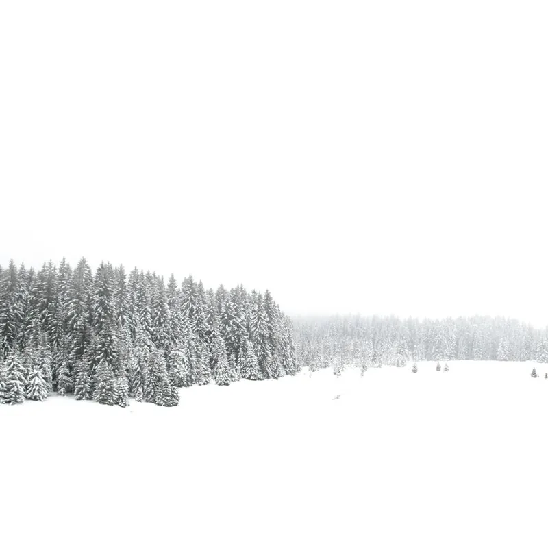 White White Winter Square Fan Favorite