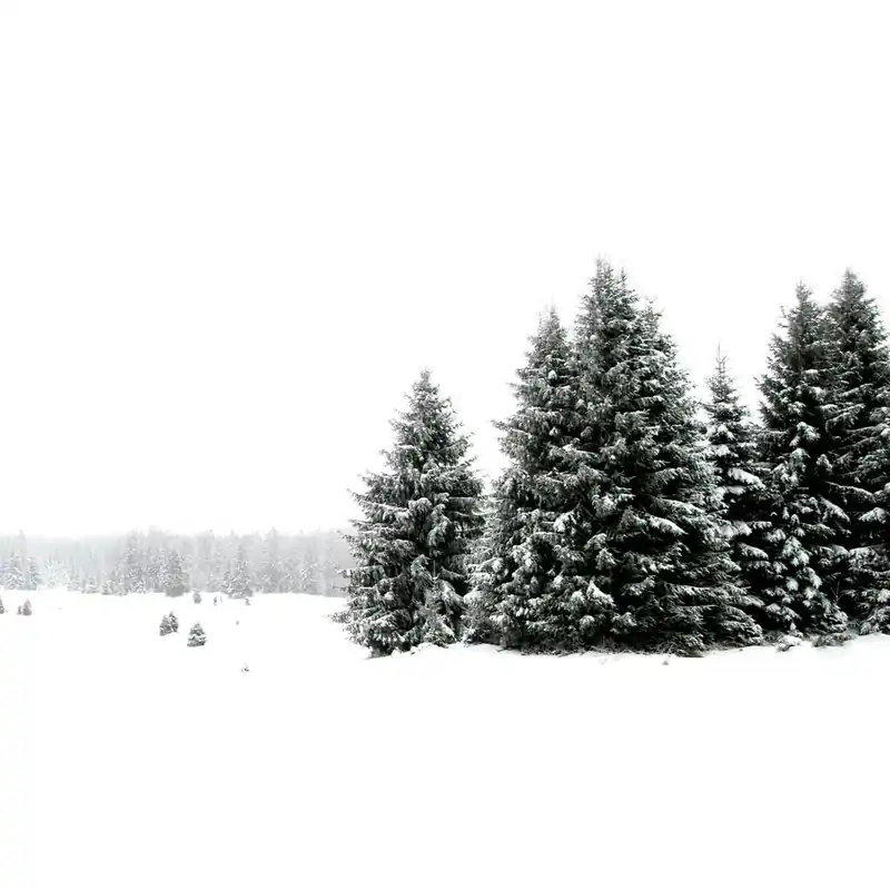 White White Winter 2 Square Top Rated