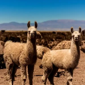 Two Llamas Reduced Price