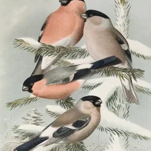 Three Finches In The Snow Authentic