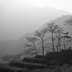 Trees In The Mountains Of Vietnam Sale