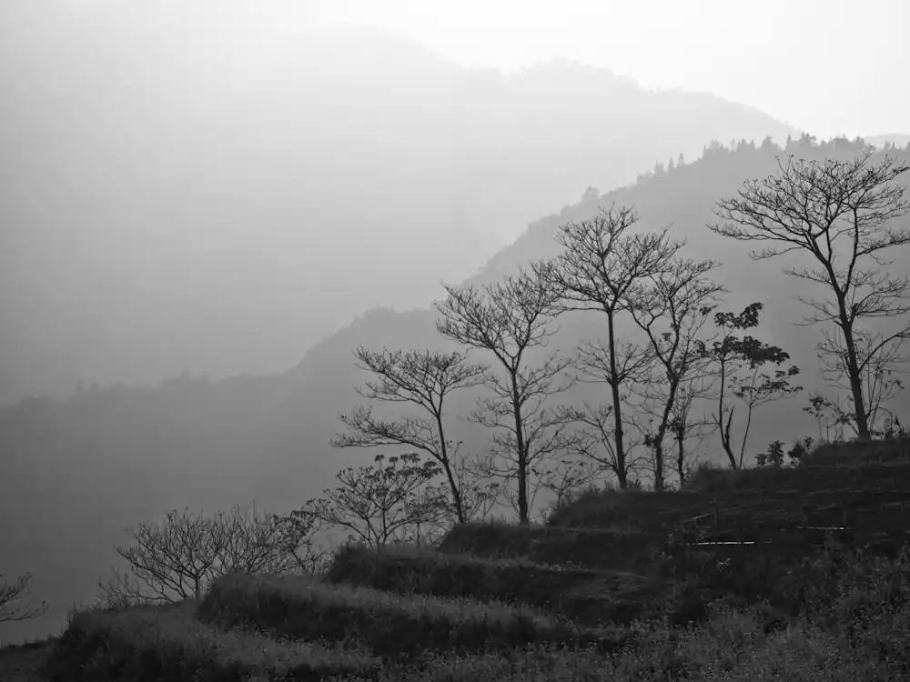 Trees In The Mountains Of Vietnam Sale