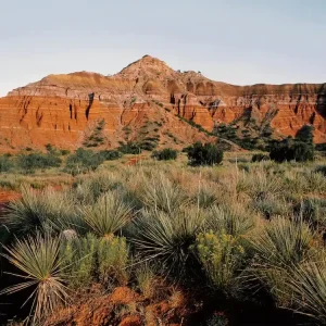 Texas Desert Mountains New Release