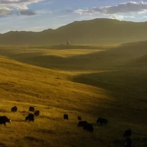 Worldwide Shipping Tibetan Plateau In Sunset
