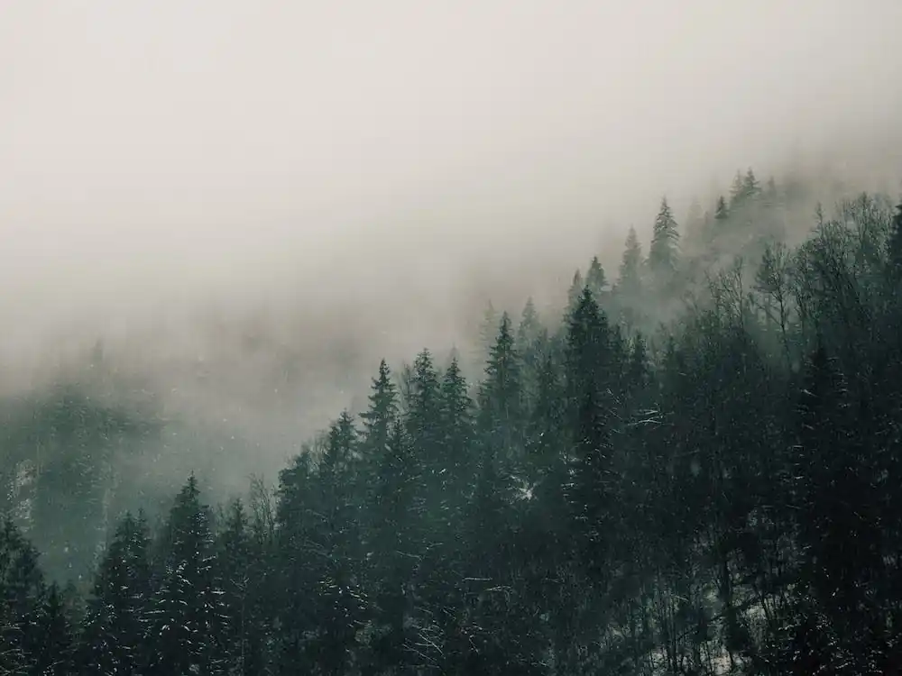Bulk Order Misty Forest Views