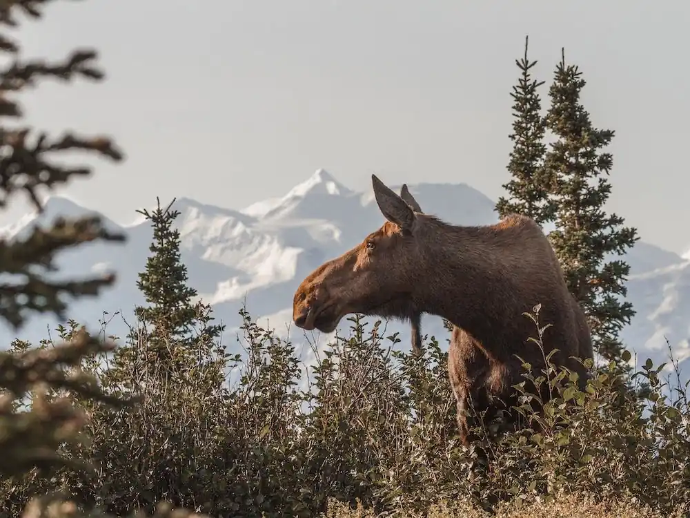 Weekend Sale Rustic Nature Moose
