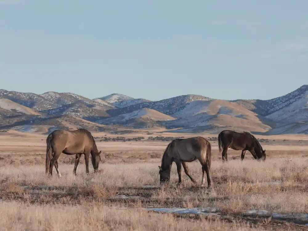 Cheap Horses Grazing