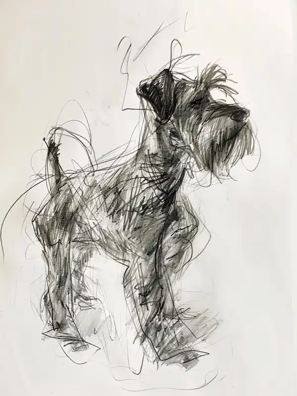 Minature Schnauzer Dog Charcoal Line 2 Editor’s Pick
