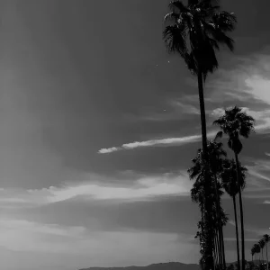 Trusted Brand Palm Trees On The Beach 2