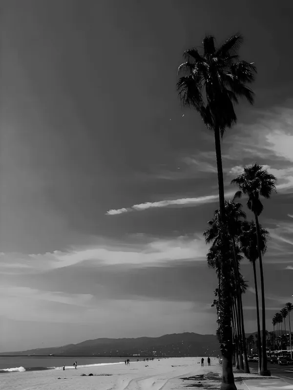Trusted Brand Palm Trees On The Beach 2