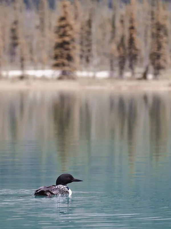 Free Shipping Duck In Blue Lake