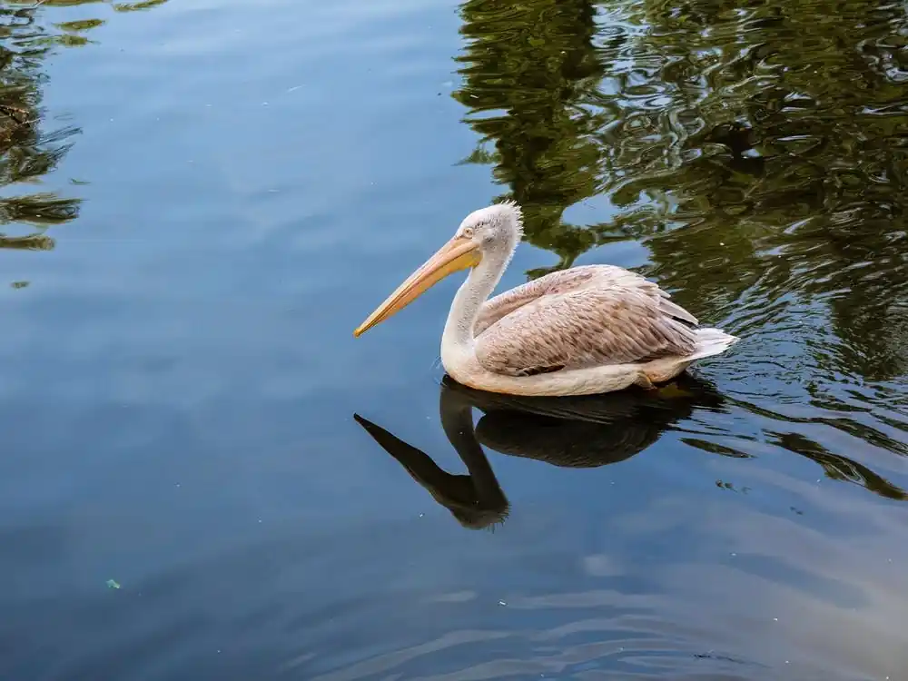 Pelican Floating In The Lake Direct From Factory