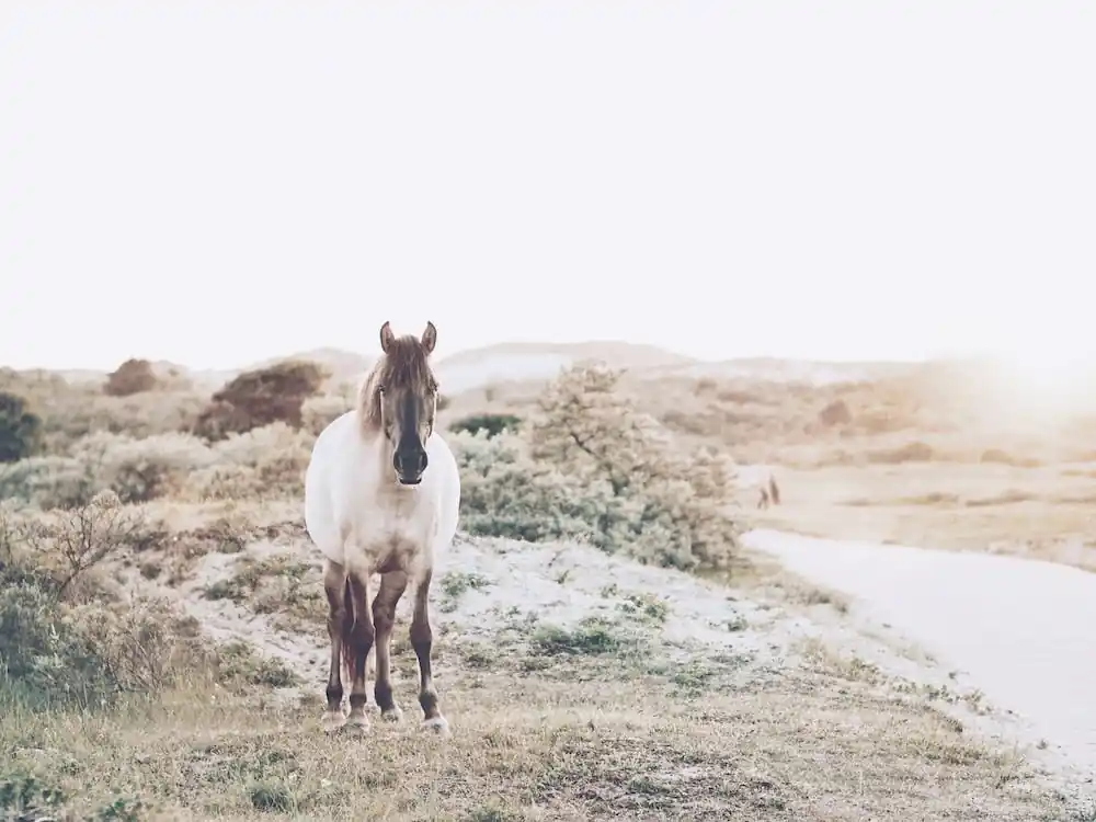 Fast Shipping Coastal Pony