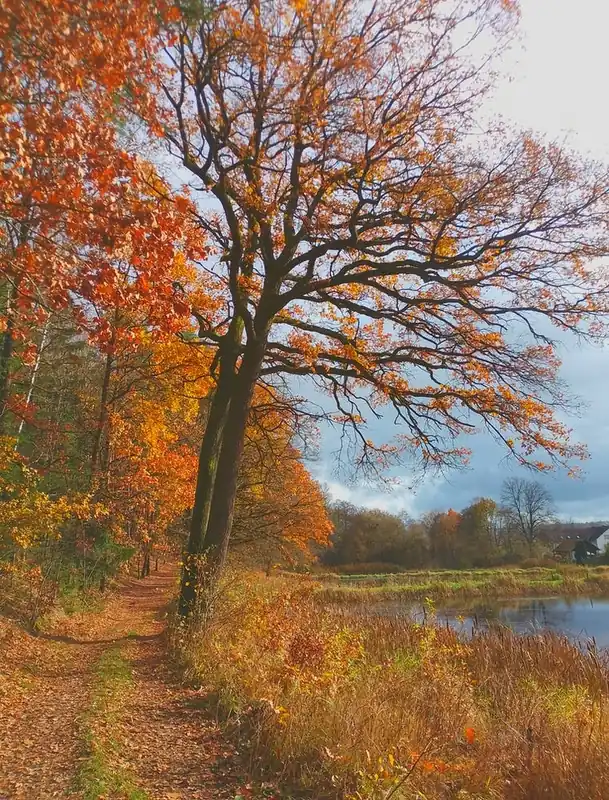 Autumn In The Woods 1 Free Returns