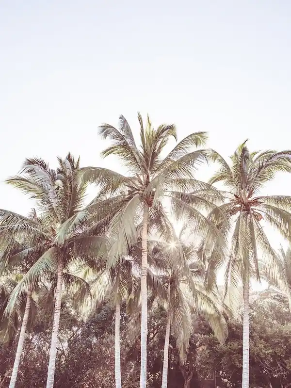 Palms Order Now