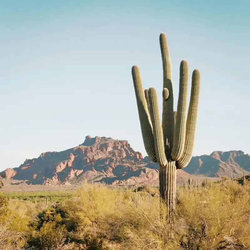 Free Shipping Warm Desert Cactus View