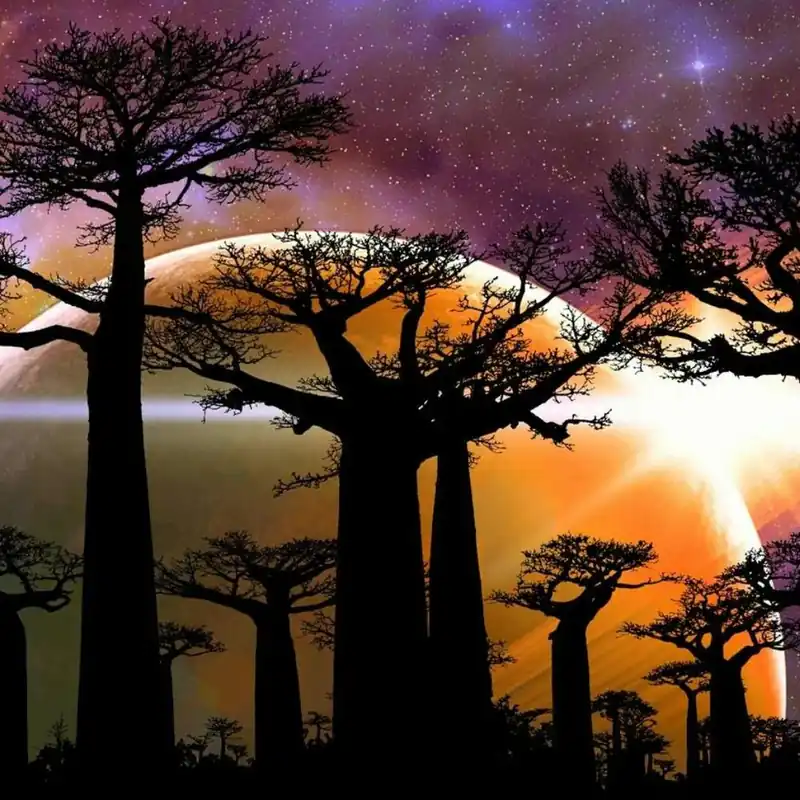 In Demand Baobab Trees