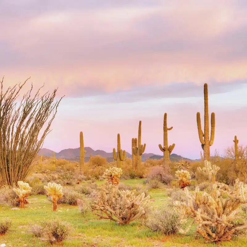 Pink Pastel Desert Views Hot Picks
