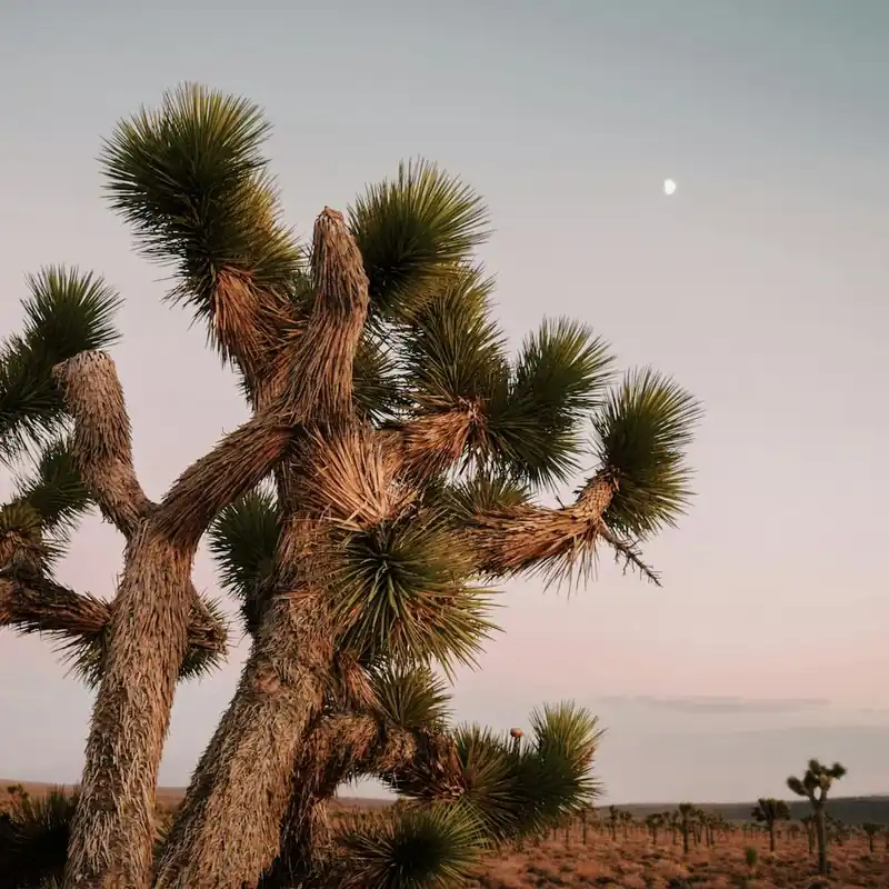 Hot Deal Pastel Joshua Tree Sunset