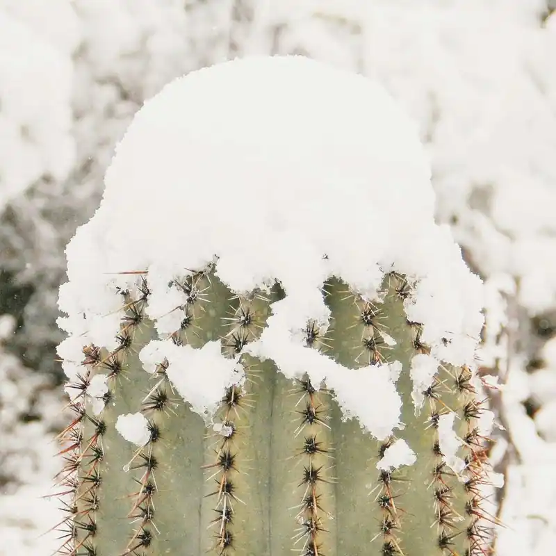 Snowy Saguaro Arm Best Seller