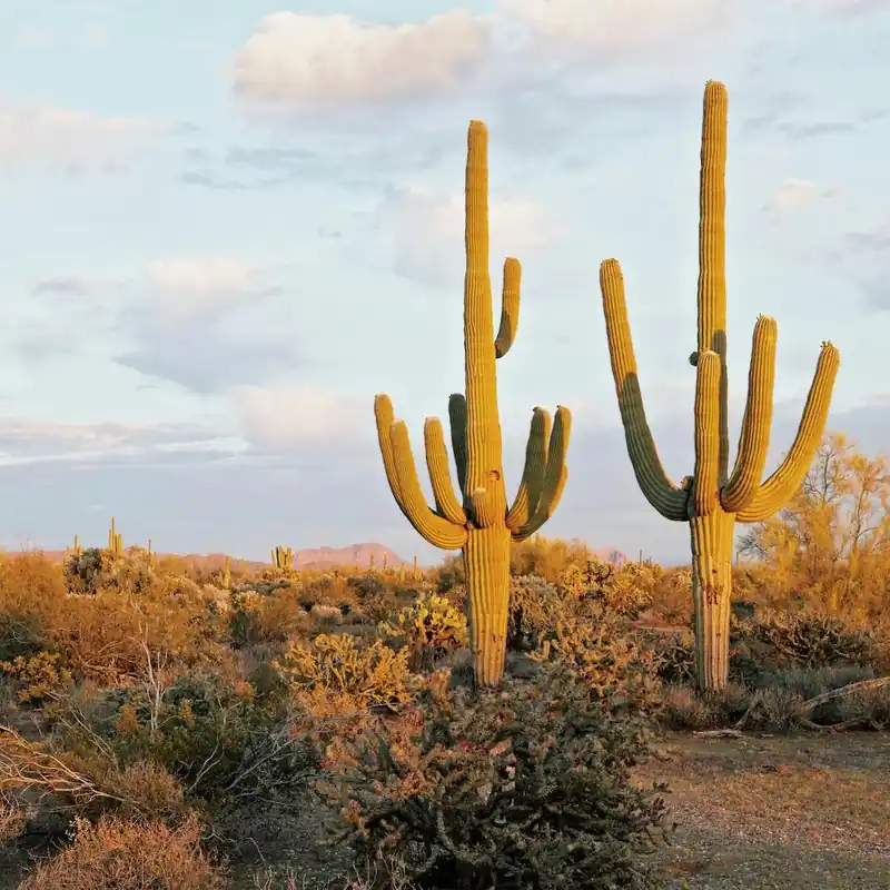 Two Saguaro Cactus Today Only