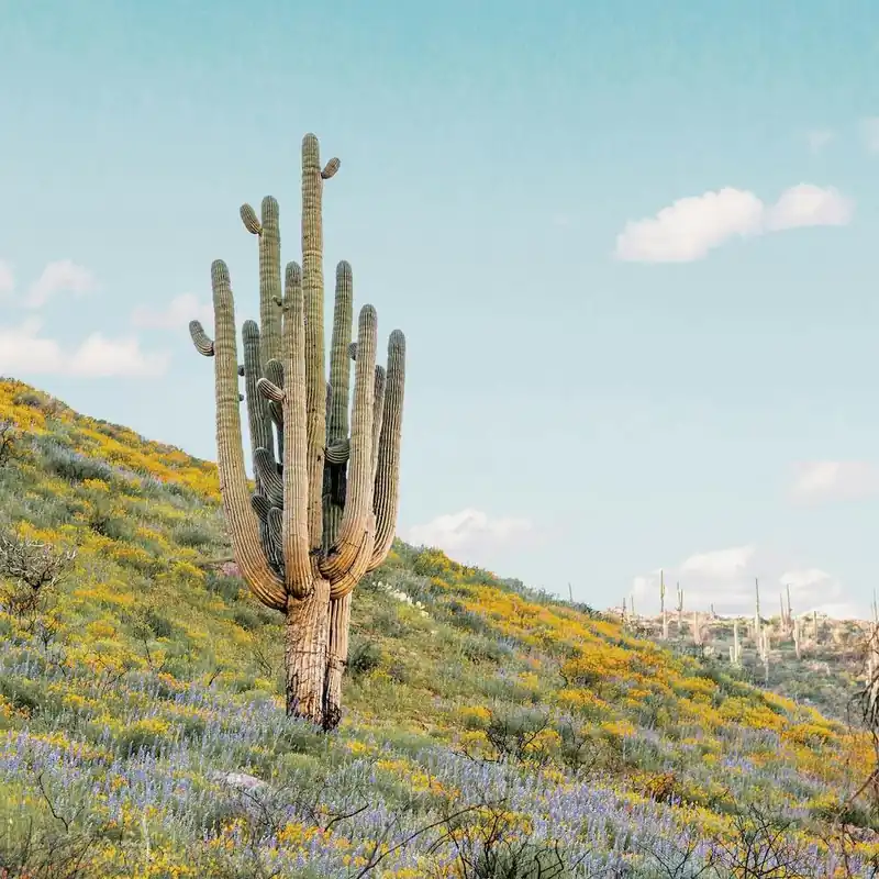 Secure Checkout Saguaro Cactus And Wildflowers