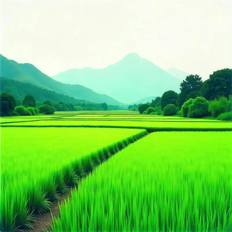 Green Rice Field 1 Limited Time