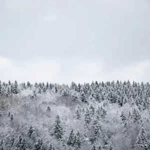 White Winter Forest New Arrival