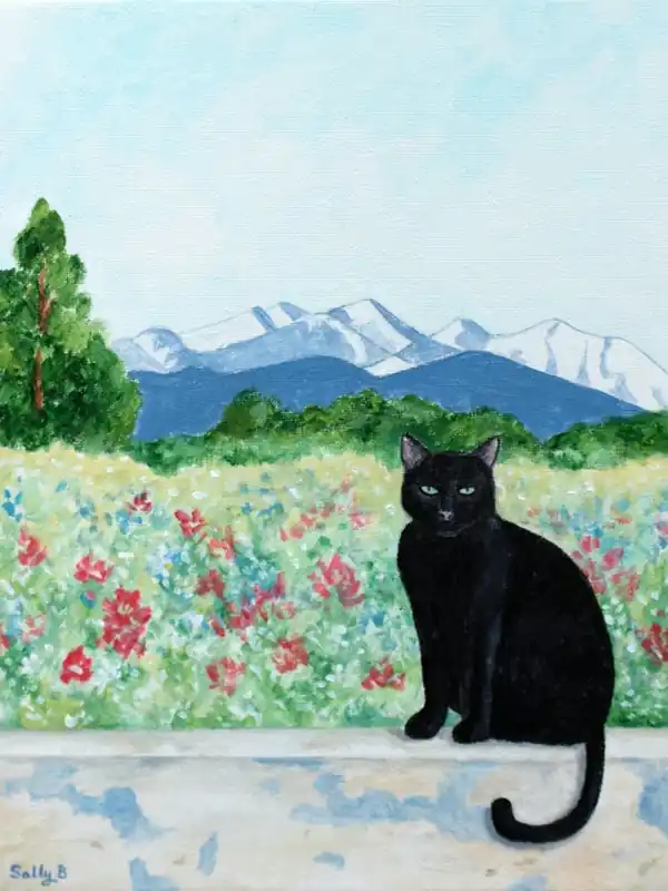 Cat And Mountain Limited Offer