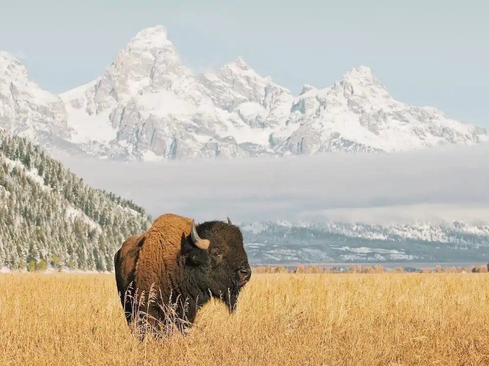 Bison In Meadow Buy Direct