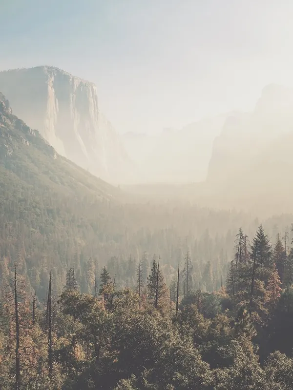 Foggy Yosemite Forest Budget