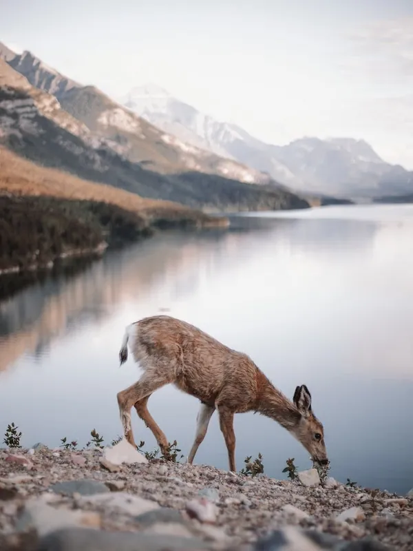Hassle-Free Returns Scruffy Deer At Lake