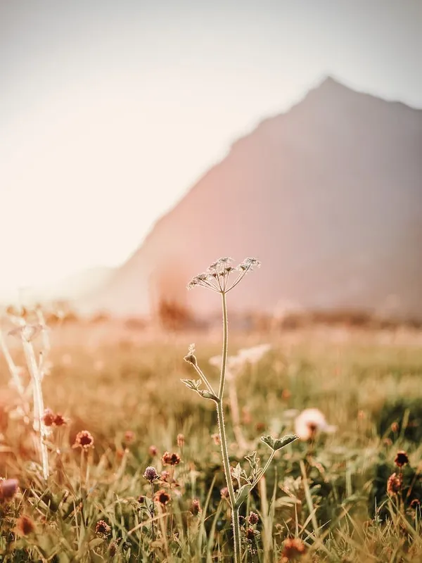 Order Now Warm Wildflower Scenery