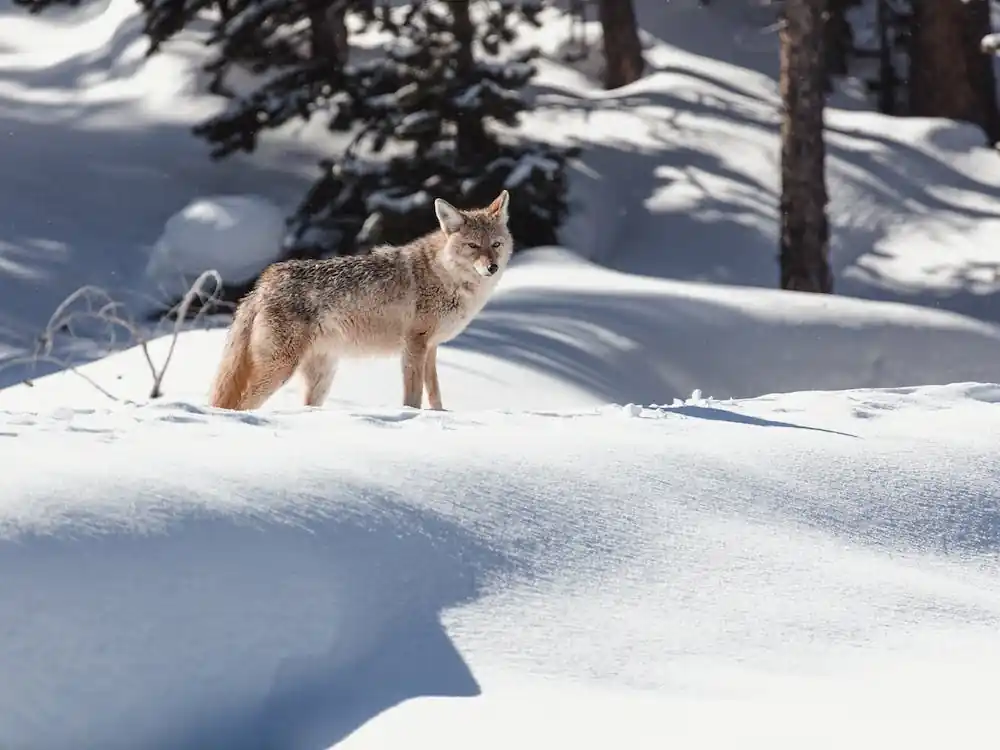 Coyote In Deep Snow Markdown