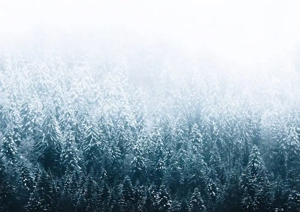 Limited Time Moody Forest In The Fog