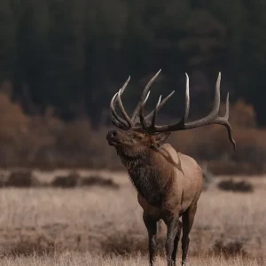 Western Bull Elk Special Offer