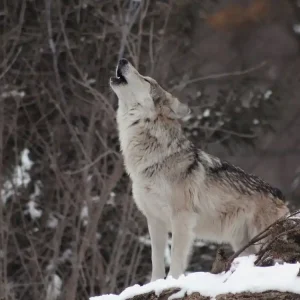 Trusted Brand Howling Wolf View